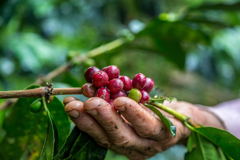 Organic Coffee-Zen City Coffee